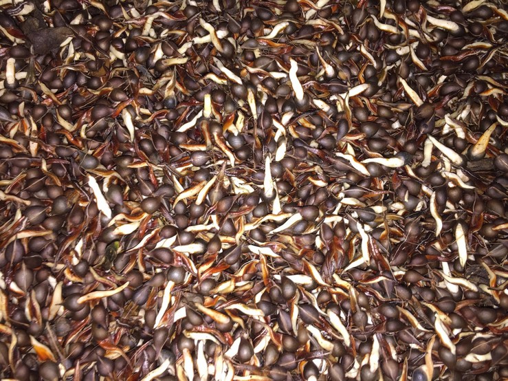 agarwood seeds